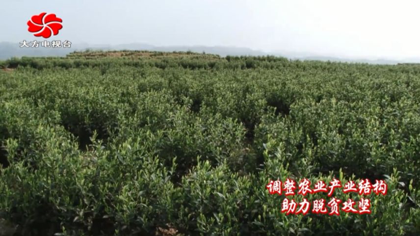 荒山村委会重塑乡村，走向繁荣新篇章